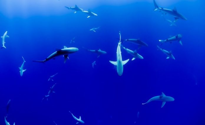 Kill Sharks And You Kill The Marine Ecosystem Kill Sharks and You Kill the Marine Ecosystem