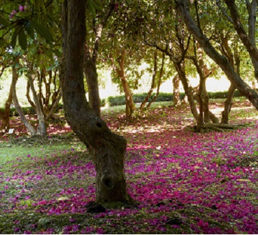 Villa Carlotta bosco dei rododendri Villa Carlotta bosco dei rododendri2 b