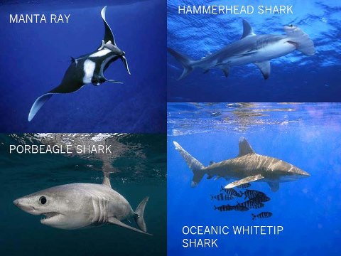 Oceanic Sharks And Rays oceanic sharks and rays