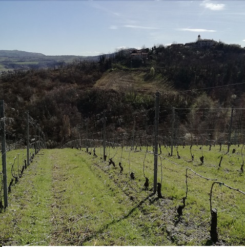 Timorasso IMG 20180402 105155