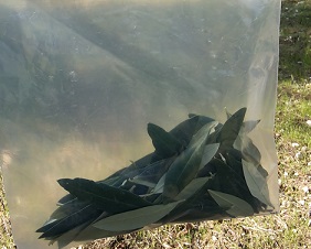 campione di foglie di olivo