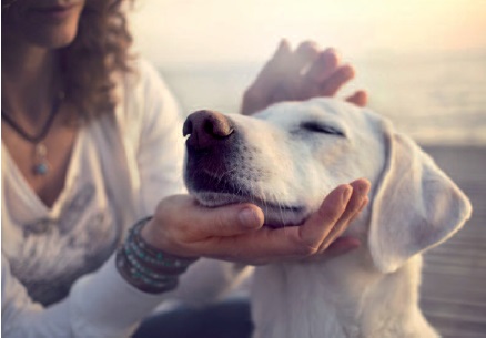 Il mio cane è triste Il mio cane triste