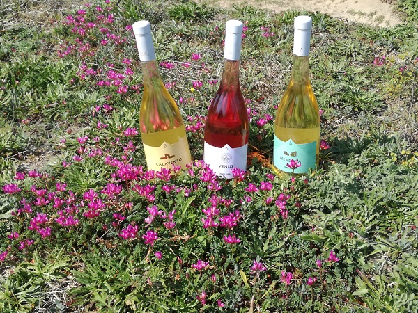 Conti Zecca vini del territorio wcontizecca-vinidelterritorio2