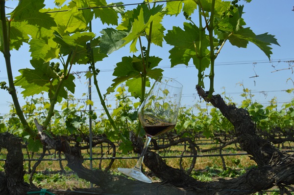 Conti Zecca-calice VIGNETI Conti Zecca-calice VIGNETI
