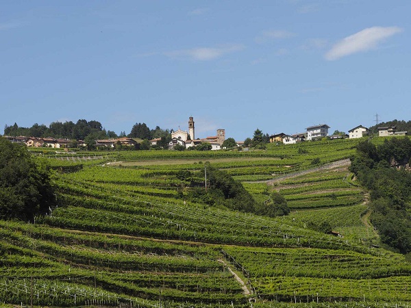 MULLER  THURGAU vigneti