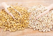 Orzo