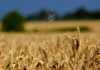 Prezzo del grano tenero in decisa crescita