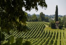 LE COLLINE DEL PROSECCO IN VENETO SONO, PATRIMONIO UNESCO Canevel