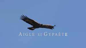 AIGLE