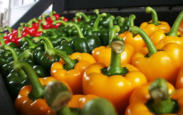 CONTEST PEPERONE CARMAGNOLA