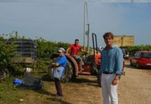 LECCE- LEVERANO. IL SALENTO PROFUMA DI VENDEMMIA Conti Zecca-vendemmia-Clemente Zecca