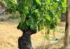 ASPETTANDO LA VENDEMMIA 2019 “LE PREVISIONI” Gagliole Chianti Classico