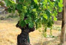 ASPETTANDO LA VENDEMMIA 2019 “LE PREVISIONI” Gagliole Chianti Classico