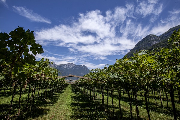 San Leonardo Vigne estate