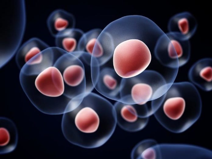 Cellule Staminali Cordone Ombelicale cellule staminali cordone ombelicale