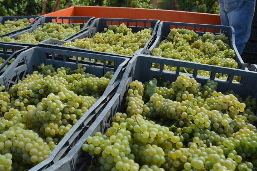 Conti Zecca-vendemmia-cassetta