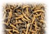 CORDYCEPS c
