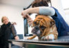 MYPETCLINIC 1