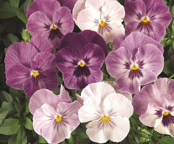 Miniviola-wittrockiana Lilac-Shades MINIPA m