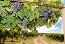 La Crociera del Gusto: Festival Franciacorta in cantina 2019 | 14-15 Settembre Vendemmia Franciacorta