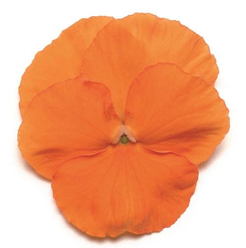 Viola-wittrockiana Deep-Orange m