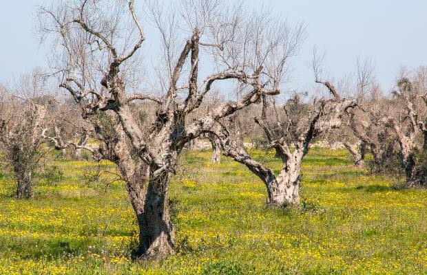 Xylella La Corte di Giustizia europea condanna lItalia