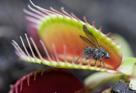 Piante Carnivore piante carnivore