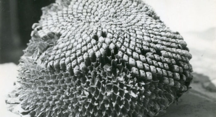 EMILIO SCANAVINO - mostra GENESI DELLE FORME