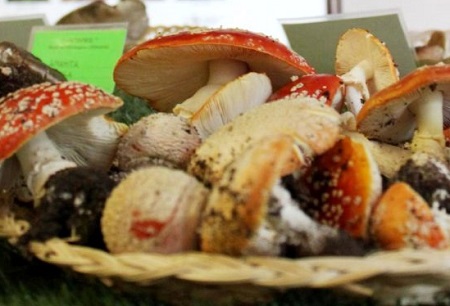 Legnano 41esima Mostra Micologica Funghi Dal Vero Legnano - 41esima mostra micologica - Funghi dal vero