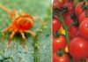 Lotta al ragnetto rosso l'acaro che minaccia il pomodoro