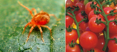 Lotta Al Ragnetto Rosso L'acaro Che Minaccia Il Pomodoro Lotta al ragnetto rosso l'acaro che minaccia il pomodoro