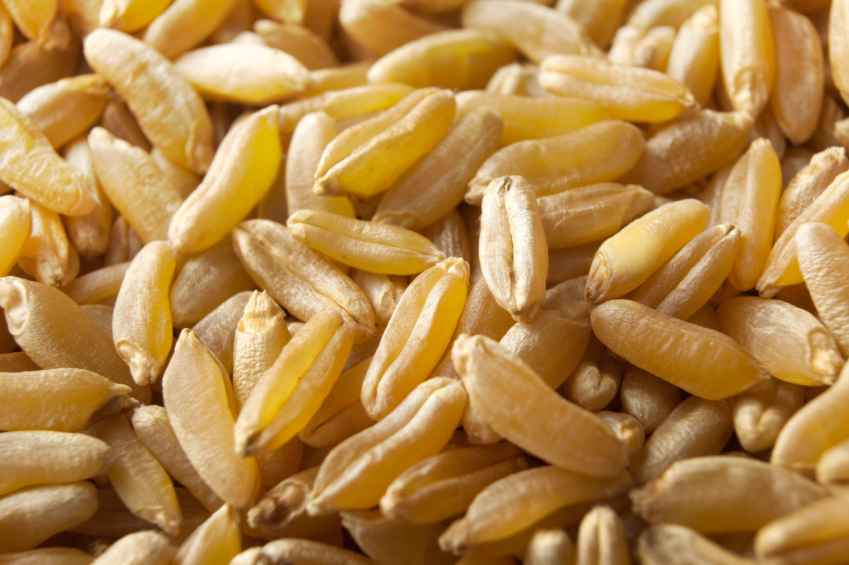 khorasan-kamut-grani-