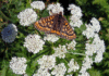 oenanthe crocata - farfalla