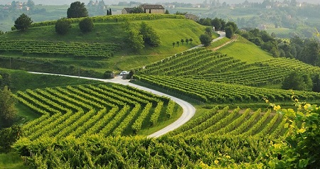 Report di Veneto Agricoltura