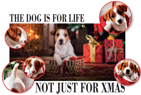 Dog Is For Life dog is for life