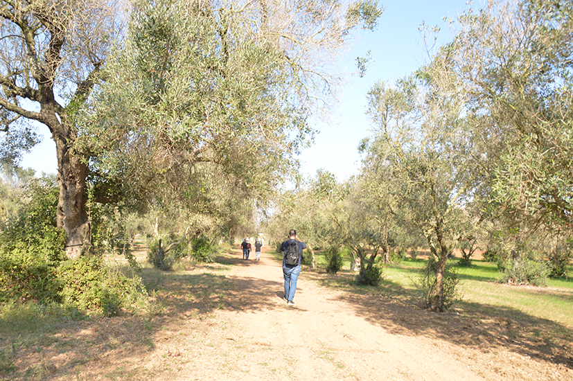 Caprarica camminata tra gli Olivi