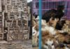 Stop al commercio illegale di cani e gatti