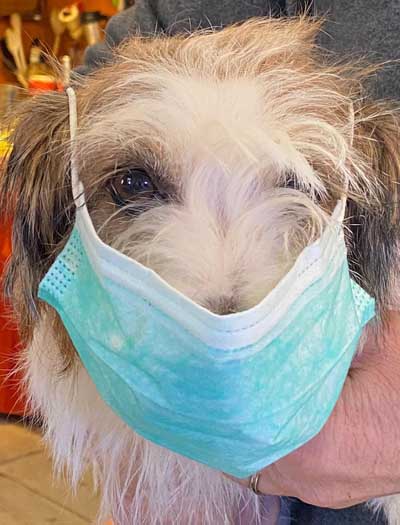 Cani e Coronavirus - un MythBusters