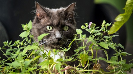 Nepeta Cataria Erba Gatta Nepeta Cataria - erba gatta