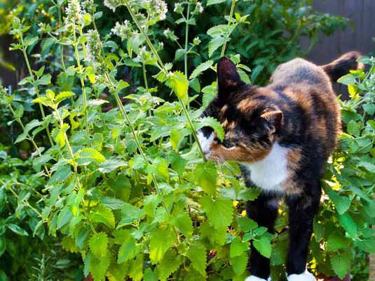 Nepeta Cataria - erba gatta 2