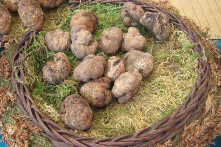 Volterra - mostra mercato tartufo marzuolo