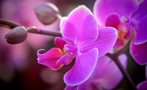 orchidea 2