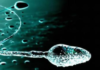 salute spermatozoi