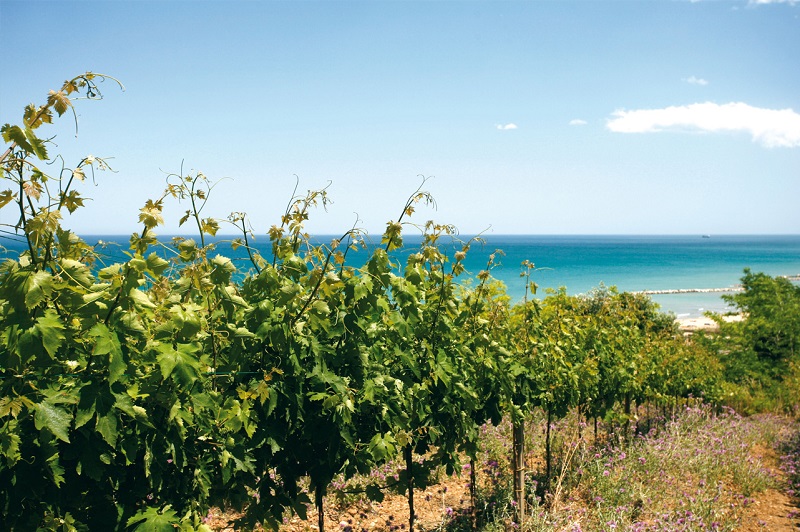 001-Tollo-Vigneti-color