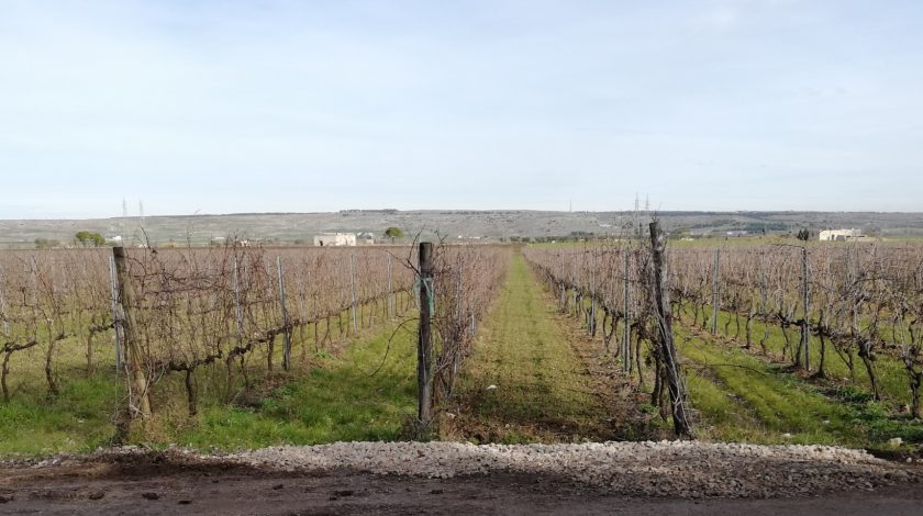 TENUTA VIGLIONE Paesaggio