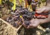 botrite uva vendemmia