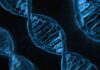 Diversità genetica tra le varietà della stessa specie Dna Diversita Genetica Tra Le Varieta Della Stessa Specie