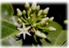 muira puama - Ptycopetalum olacoides