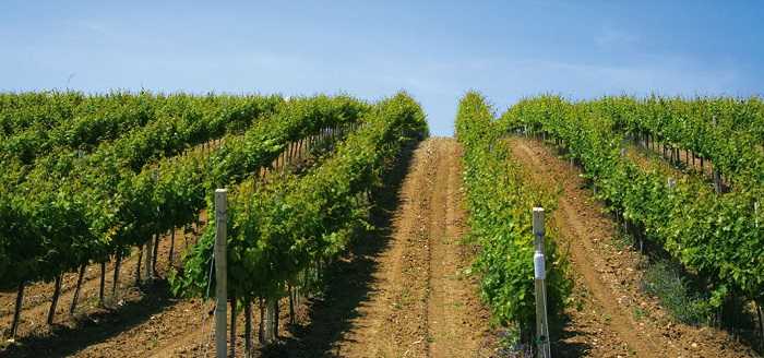 Tenuta TERRESACRE MOLISE Tenuta TERRESACRE MOLISE