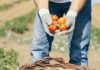 Lavoro sommerso e percorsi di integrazione sociale agricoltura raccolta pomodori
